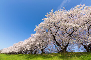 京都八幡市背割堤の桜並木