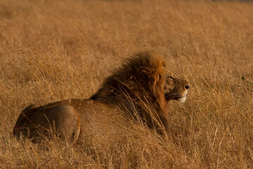 Creatures of the savannah during a safari, Serengeti, Amboseli and Tsavo national park, Kenya, Africa