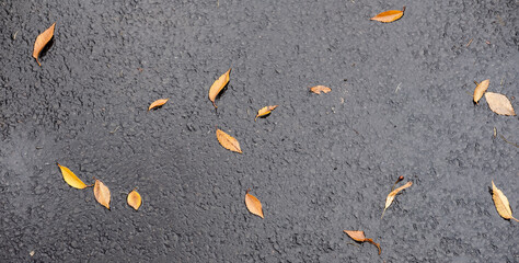 Fototapeta na wymiar autumn leaves on the asphalt. cropped photo. Fallen leaves on wet asphalt