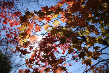 紅葉　太陽　光