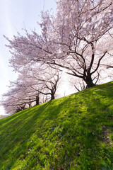 京都八幡市背割堤の桜並木