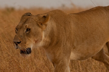 Creatures of the savannah during a safari, Serengeti, Amboseli and Tsavo national park, Kenya, Africa