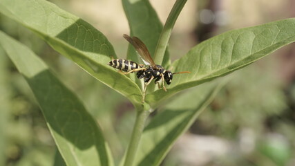 wasp on a leaf