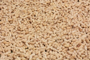 Drying work after harvesting peanuts.