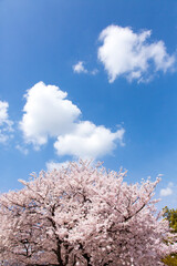 桜と青空