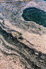 川に流れる桜の花びら