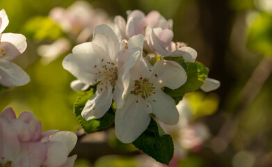 Johannis Apfel - Pyrus Malus pumila L