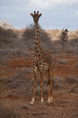 Creatures of the savannah during a safari, Serengeti, Amboseli and Tsavo national park, Kenya, Africa
