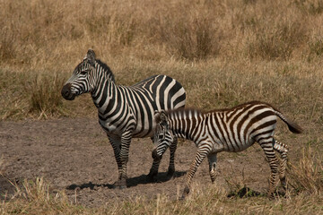 Plakat Creatures of the savannah during a safari, Serengeti, Amboseli and Tsavo national park, Kenya, Africa