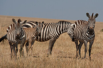 Creatures of the savannah during a safari, Serengeti, Amboseli and Tsavo national park, Kenya, Africa