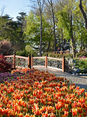 Blooming orange tulips in Emirgan Park. Photo taken at the Tulip Festival in Istanbul, Turkey