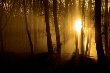magical, lonely, mystical forest landscape with trees in fog