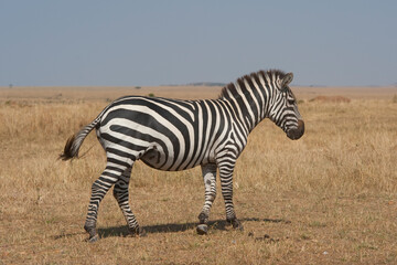 Creatures of the savannah during a safari, Serengeti, Amboseli and Tsavo national park, Kenya, Africa