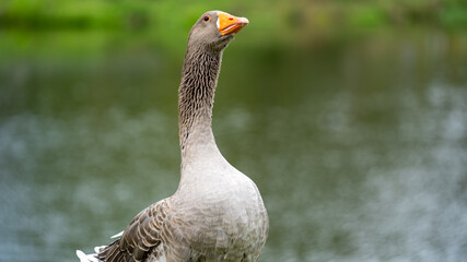 goose  on land
