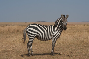 Creatures of the savannah during a safari, Serengeti, Amboseli and Tsavo national park, Kenya, Africa