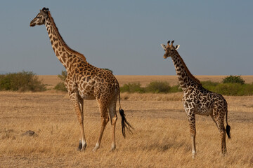 Creatures of the savannah during a safari, Serengeti, Amboseli and Tsavo national park, Kenya, Africa