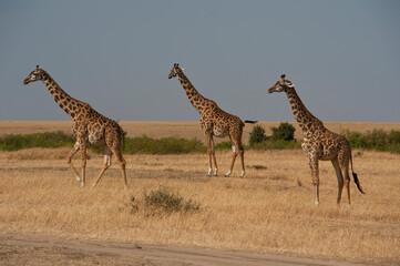 Creatures of the savannah during a safari, Serengeti, Amboseli and Tsavo national park, Kenya, Africa