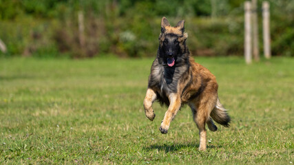 Tervuren dog in the park