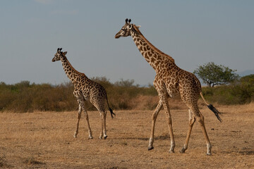 Naklejka na ściany i meble Creatures of the savannah during a safari, Serengeti, Amboseli and Tsavo national park, Kenya, Africa