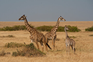 Creatures of the savannah during a safari, Serengeti, Amboseli and Tsavo national park, Kenya, Africa