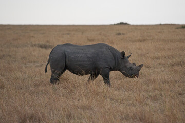 Creatures of the savannah during a safari, Serengeti, Amboseli and Tsavo national park, Kenya, Africa