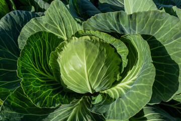 Obraz premium cabbage field green farm greenhouse background leaves head sun day