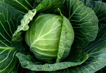 cabbage field green farm greenhouse background leaves head sun day