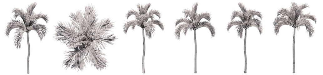 Set or collection of drawings of Palm trees isolated on white background . Concept or conceptual 3d illustration for nature, ecology and conservation, strength and endurance, force and life