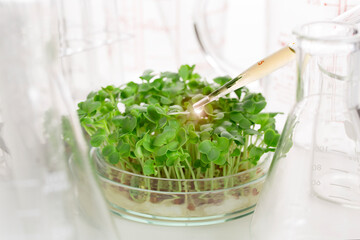 シャーレで育つ野菜