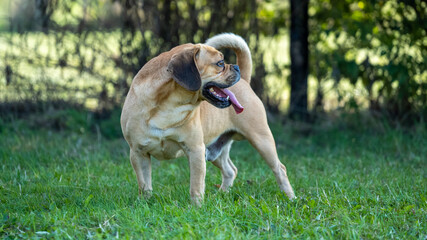 dog in the park