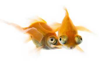 Fototapeta premium 二匹の金魚
