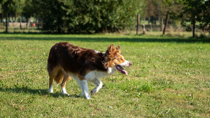 Border collie in the field