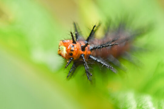 Close up of bright orange  and black spiny caterpillar of the Acraea acra butterfly