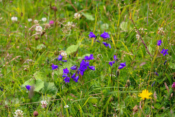 Beautiful blue and yellow flowers on the green field