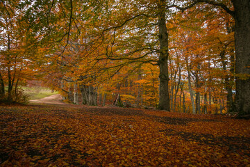 Panoramic view of autumn beech forest in the italian park, Europe