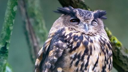 Owl in the woods