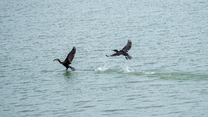 Cormorants at sea with fish