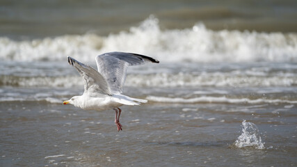 seagull at sea