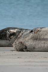 Wild Grey seal colony on the beach at Dune, Germany. Group with various shapes and sizes of gray seal