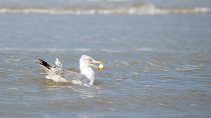 Fototapeta na wymiar seagull in the water with shell