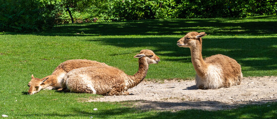 Vicunas, Vicugna Vicugna, relatives of the llama