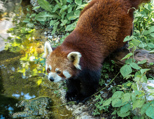 The red panda, Ailurus fulgens, also called the lesser panda.