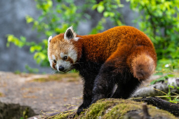 The red panda, Ailurus fulgens, also called the lesser panda.