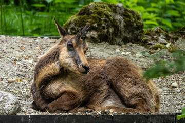Apennine chamois, Rupicapra pyrenaica ornata, is living in Italy and Spain