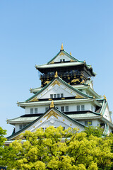 Fototapeta premium 新緑の大阪城天守閣