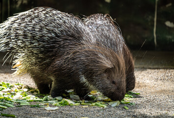 Indian crested Porcupine, Hystrix indica in a german nature park