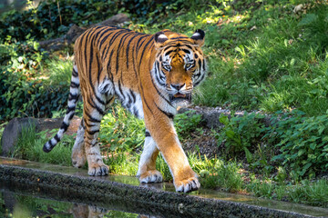 The Siberian tiger,Panthera tigris altaica in a park