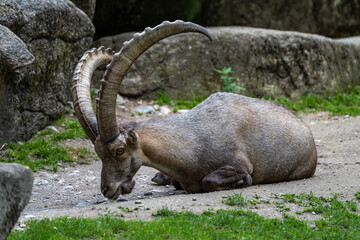 Male mountain ibex or capra ibex on a rock