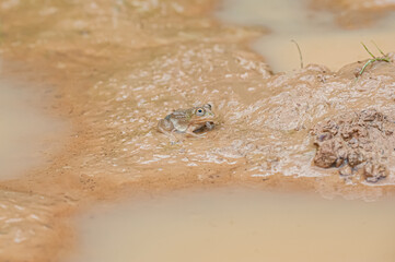 Frogs are floating in the jungle Thailand, Thailand is in the tropics with many wildlife.