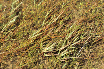 blurred water background, Green water grass in clear mountain lake covering  water,  grass under water